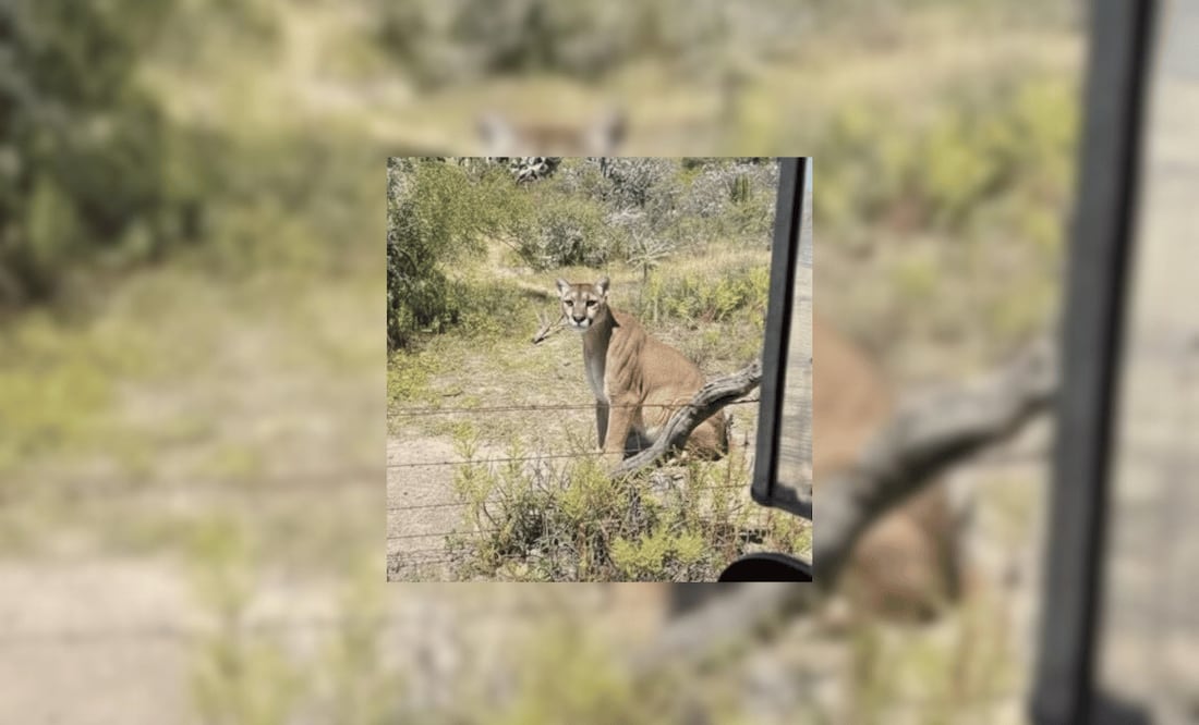 Un puma fue captado en San Agustín Tlaxiaca I Foto: Especial