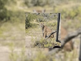Avistamiento de puma en San Agustín Tlaxiaca; autoridades piden extremar precauciones