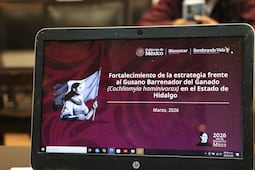 Detectan primer caso activo de gusano barrenador en bovino en Alfajayucan