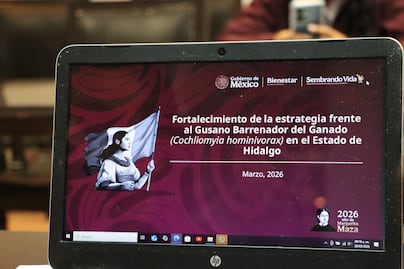 Detectan primer caso activo de gusano barrenador en bovino en Alfajayucan