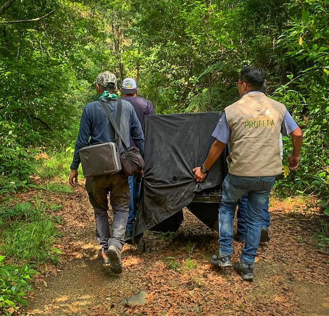 Capacitan en Pachuca a especialistas en fauna silvestre; liberan venado temazate rescatado en la Sierra | Foto: Unidad de Rehabilitación de Fauna