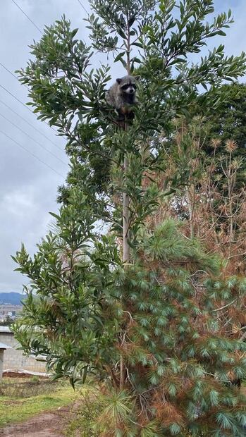 Mapache rescatado en Acaxochitlán | Foto: Especial