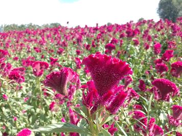Festival de las Flores en Doxey arranca el 28 de octubre