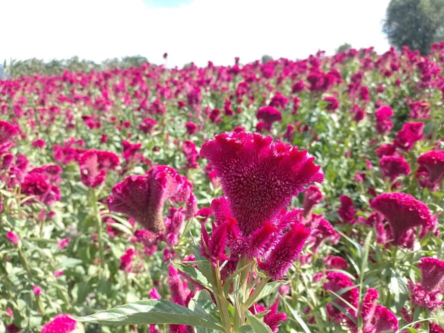 Festival de las flores en Doxey. Foto: Joselyn Sánchez