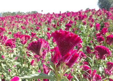 Festival de las Flores en Doxey arranca el 28 de octubre