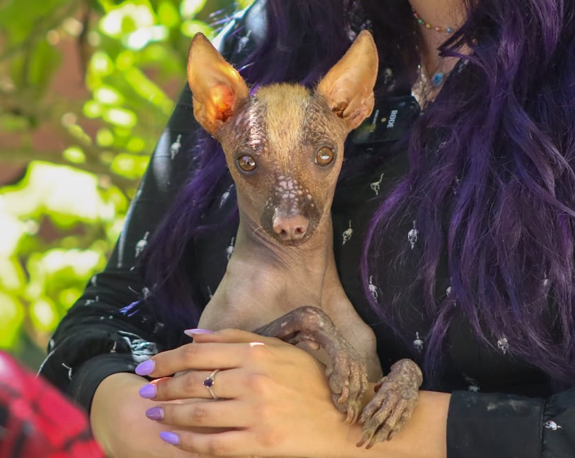 Cuidados especiales para un perro ancestral | Foto: Josué Ortiz