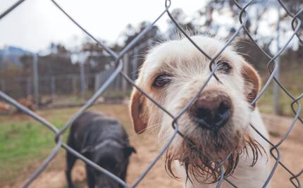 Sader emite alerta por tres medicamentos veterinarios falsificados; pide prevenir reacciones adversas en los animales
