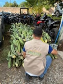 Aseguran 165 ejemplares de cactáceas extraídos ilegalmente en El Cardonal
