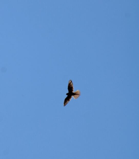 Continúa la liberación de fauna silvestre en Hidalgo | Foto: Especial
