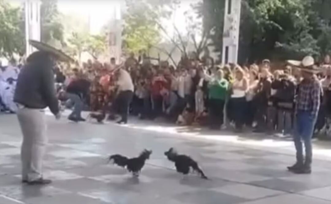 Denuncian presunta pelea de gallos en primaria de Mineral de la Reforma | Captura de video