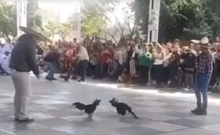 Denuncian presunta pelea de gallos en escuela de Mineral de la Reforma; padres aseguran que fue representación cultural