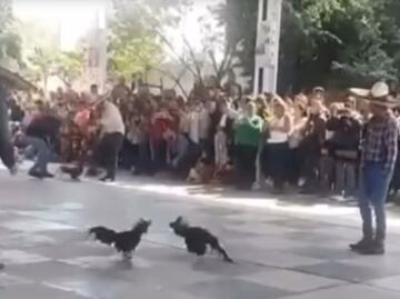 Denuncian presunta pelea de gallos en escuela de Mineral de la Reforma; padres aseguran que fue representación cultural