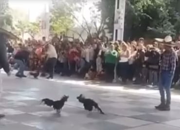 Denuncian presunta pelea de gallos en escuela de Mineral de la Reforma; padres aseguran que fue representación cultural