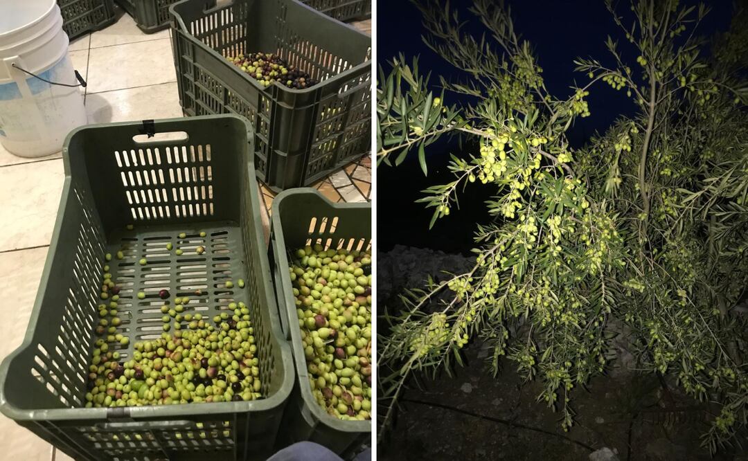 Además del aceite de oliva, venden aceituna en conserva y algunos productores realizan pasta de oliva, así como la venta de las plantas para vivero. En esa localidad existen seis viveros.
