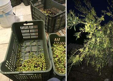 El Olivo, cuna del aceite de oliva en Hidalgo: tradición y esfuerzo comunitario