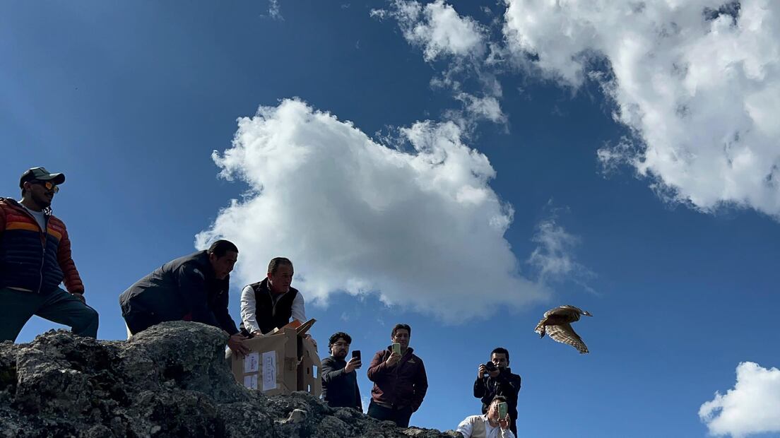 Liberación de fauna en El Chico; esperanza para la vida silvestre en Hidalgo | Facebook: Unidad de Rehabilitación de Fauna Silvestre Pachuca
