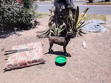 Rescatan a perrita abandonada en semáforo de Pachuca; permanece bajo resguardo municipal