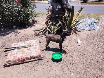 Rescatan a perrita abandonada en semáforo de Pachuca; permanece bajo resguardo municipal