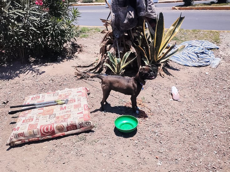 Rescatan a perrita abandonada en semáforo de Pachuca; permanece bajo resguardo municipal