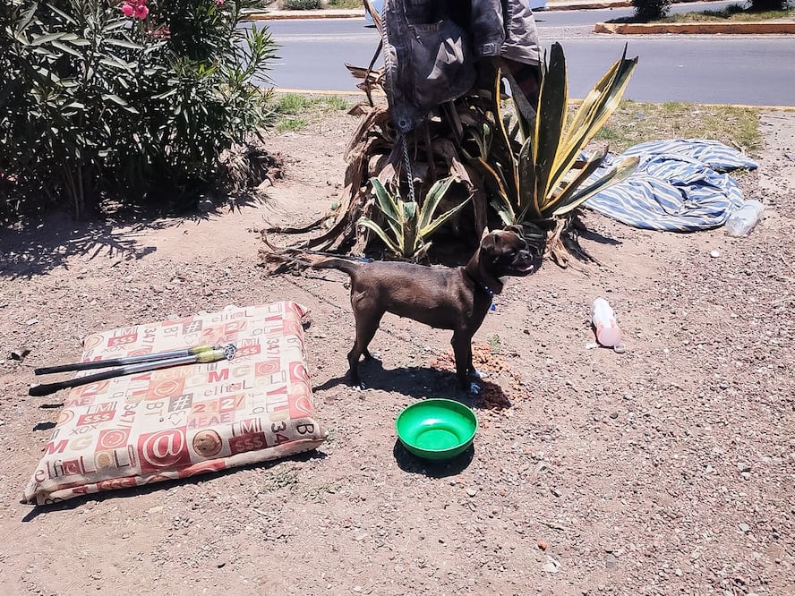 Rescatada de un semáforo en Pachuca | Foto: especial