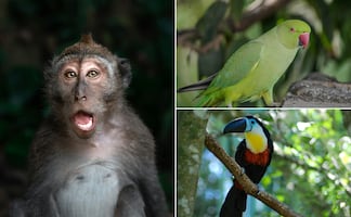 El regalo que mata: el tráfico ilegal de especies se intensifica en estas fechas