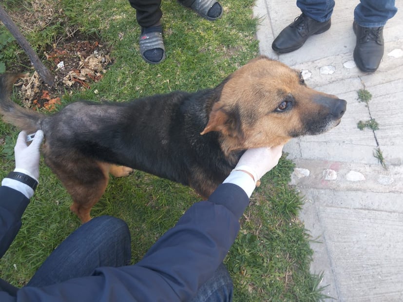 Rescatan a perrita en estado crítico en Mineral de la Reforma; hay un detenido por maltrato animal agravado | Foto: especial