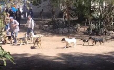 Rescatan a 20 perros en estado crítico de maltrato y desnutrición en Mixquiahuala