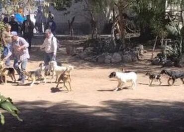 Rescatan a 20 perros en estado crítico de maltrato y desnutrición en Mixquiahuala