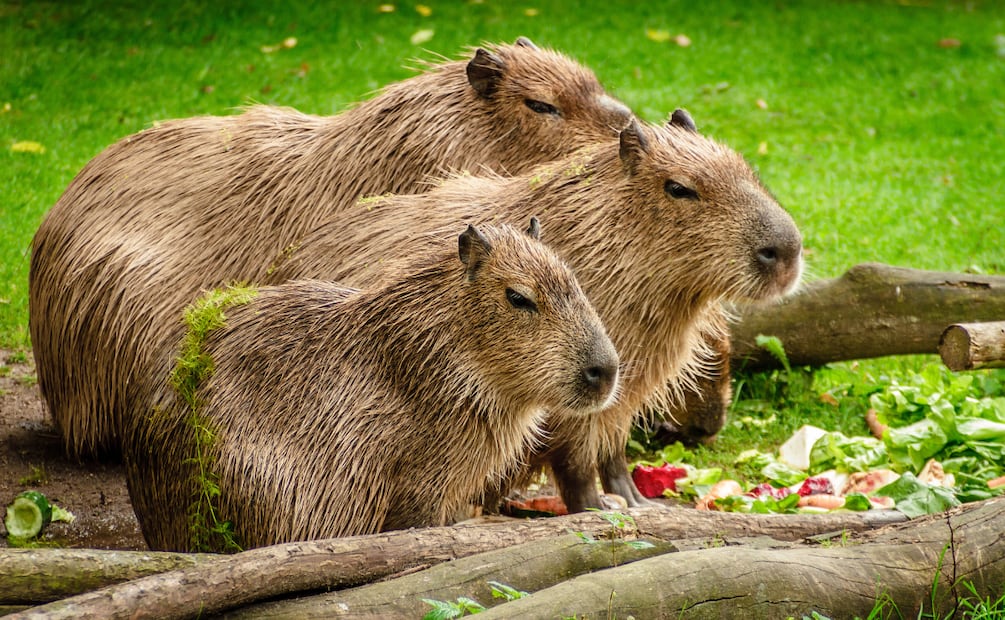 Capibaras aún no llegan al Tuzoofari; construcción de su nuevo hogar sigue en proceso | Foto: Pixabay