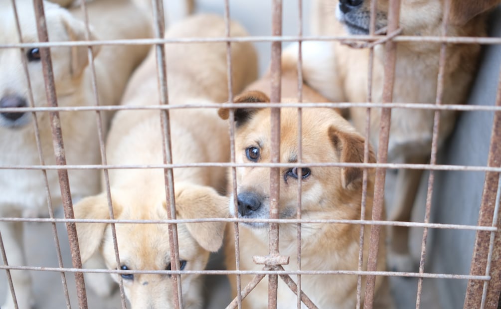 Urgen políticas públicas transversales para frenar el maltrato animal en Hidalgo | Foto: Pexels