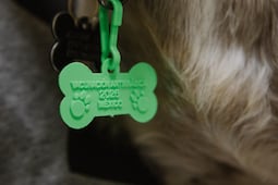 Aplicarán vacuna antirrábica gratuita para perros y gatos en cinco colonias de Pachuca