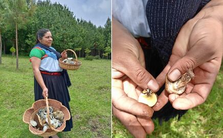 La UAEH queda fuera de la Feria de la Manzana y el Hongo 2025
