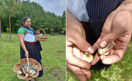 La UAEH queda fuera de la Feria de la Manzana y el Hongo 2025