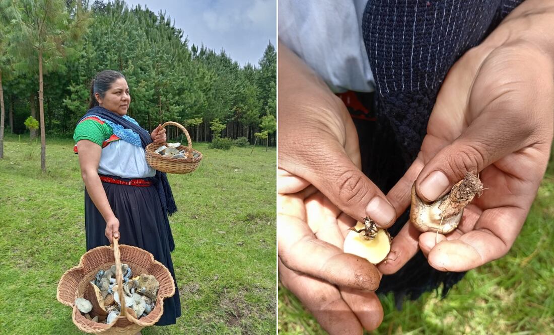 Del 15 al 17 de agosto habrá cine, concursos, recorridos micológicos y más | Fotos: Grisel Lira