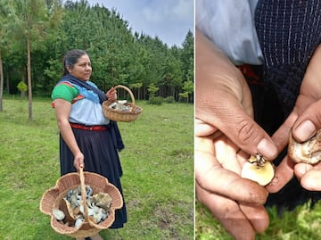 La UAEH queda fuera de la Feria de la Manzana y el Hongo 2025