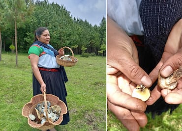 La UAEH queda fuera de la Feria de la Manzana y el Hongo 2025