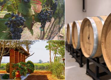 Hidalgo se posiciona en el mapa vitivinícola con El Refugio, un viñedo de altura y reconocimiento internacional