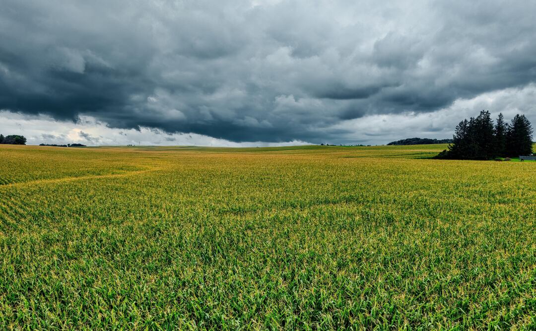 Tras dos años de sequía, el campo hidalguense por fin respira | Foto: Pexels