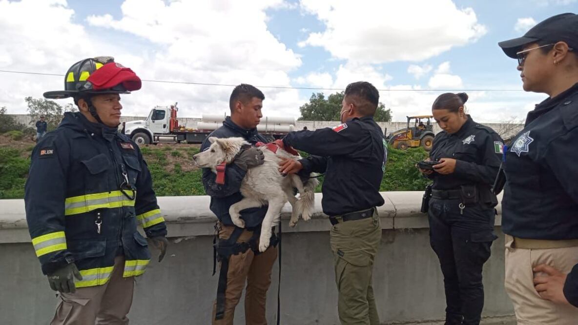 ¡Héroes de cuatro patas y de uniforme! Foto: especial