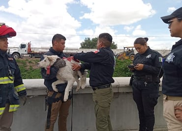 Rescatan a perro atrapado en tubería de aguas residuales en Río de las Avenidas