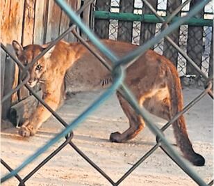 Trasladan a Puma a refugio temporal 