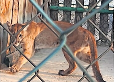 Trasladan a Puma a refugio temporal