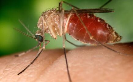 SSH detecta 25 casos de dengue en la huasteca y la sierra