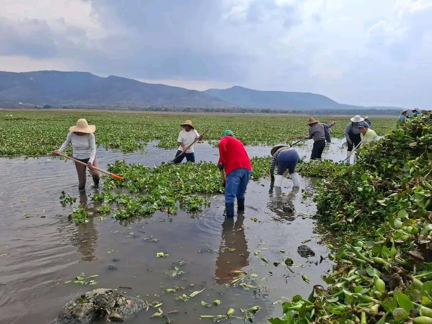 Pobladores exigen el retiro del lirio en la presa Rojo Gómez I Foto: Especial