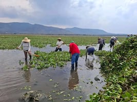 Pobladores de Alfajayucan exigen desde hace un año retirar lirio de la presa Rojo Gómez