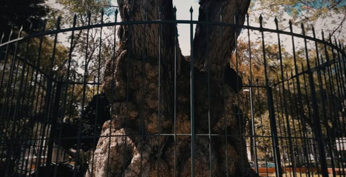 La leyenda del Niño del Árbol en el Parque Hidalgo de Pachuca | Foto: Especial