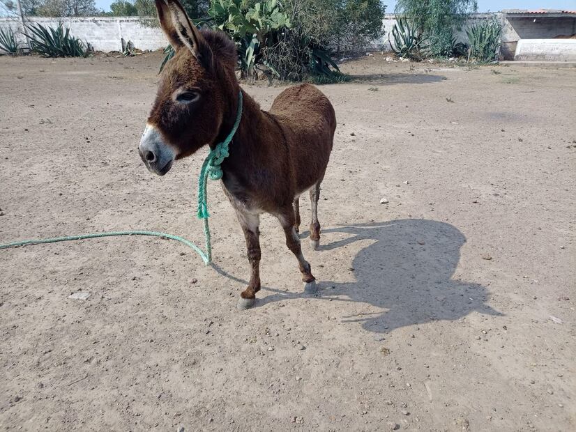 Rescatan a burrita que sufría maltrato en Tizayuca I Foto: Especial