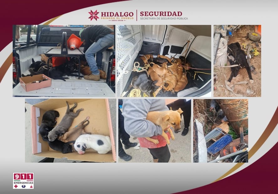 Operativos simultáneos en Tlahuelilpan y Atotonilco de Tula dejan seis detenidos, droga asegurada y rescate de 29 perros | Fotos: SSPH