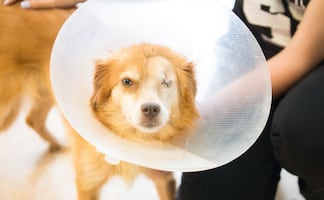 Tulancingo alcanza 174 casos de maltrato y abandono animal en 2025; podría cerrar el año con 200