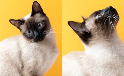 Este es el ciclo de vida de los gatos, según veterinaria